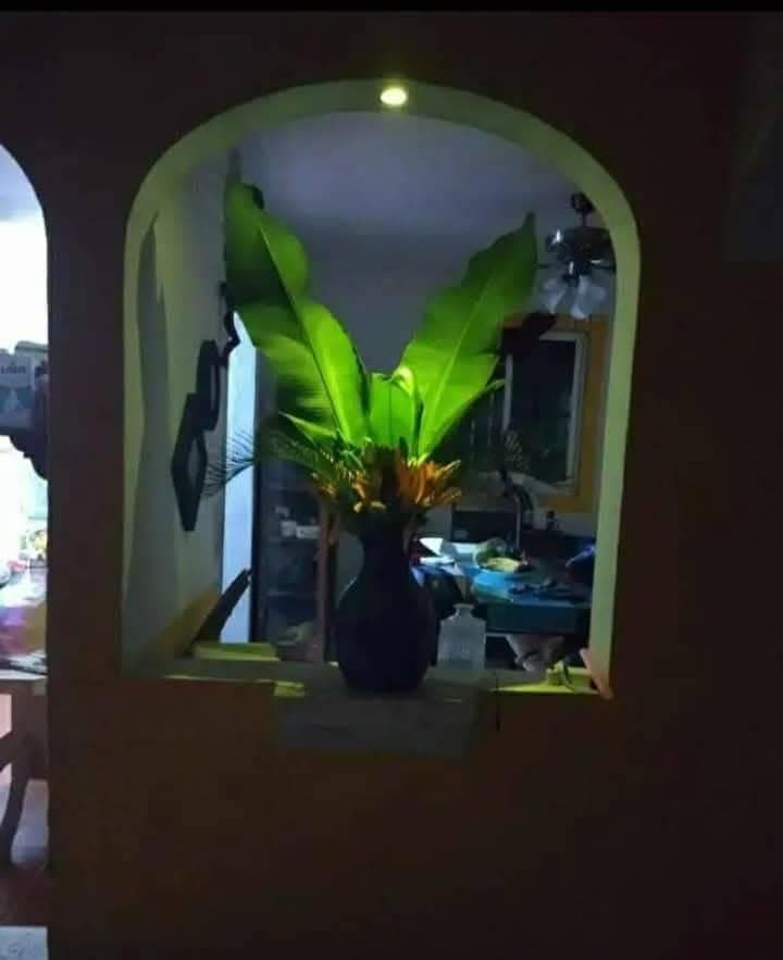 Casa en renta en pacabtun image 2